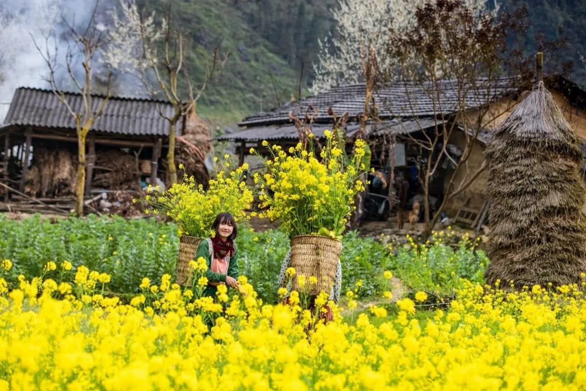 ha-giang-canola-flowers-and-highland-festivals